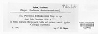 Puccinia callaquensis image